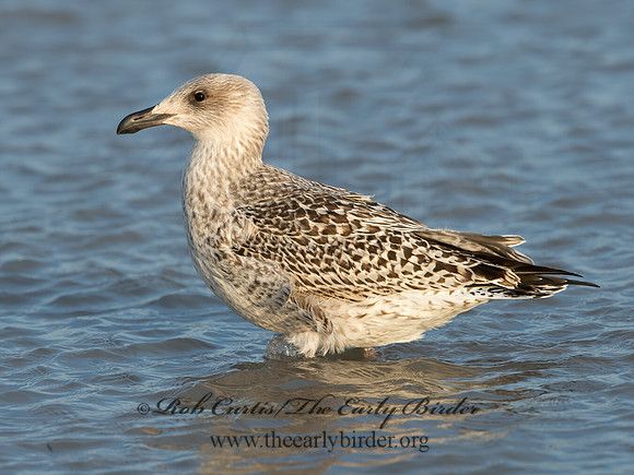 Larus marinus  GREAT BLACK-BACKED GULL 9027299z
