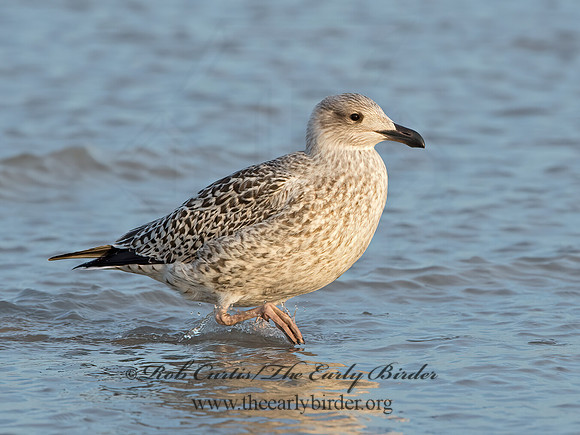 Larus marinus  GREAT BLACK-BACKED GULL 9027317z