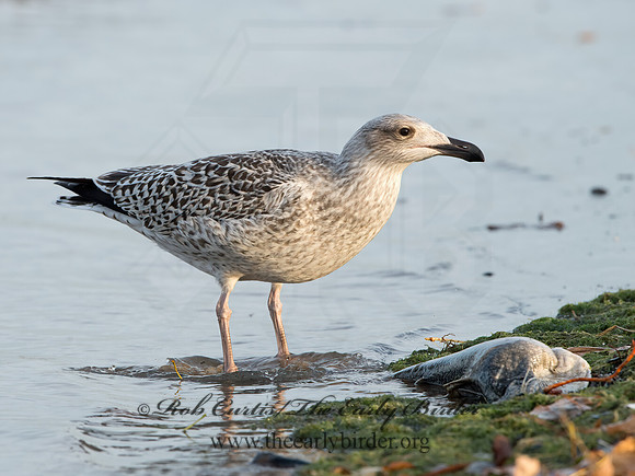 Larus marinus  GREAT BLACK-BACKED GULL 9027321z