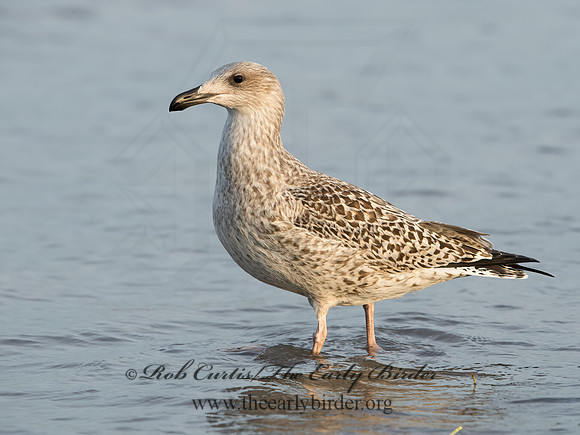 Larus marinus  GREAT BLACK-BACKED GULL 9027322z