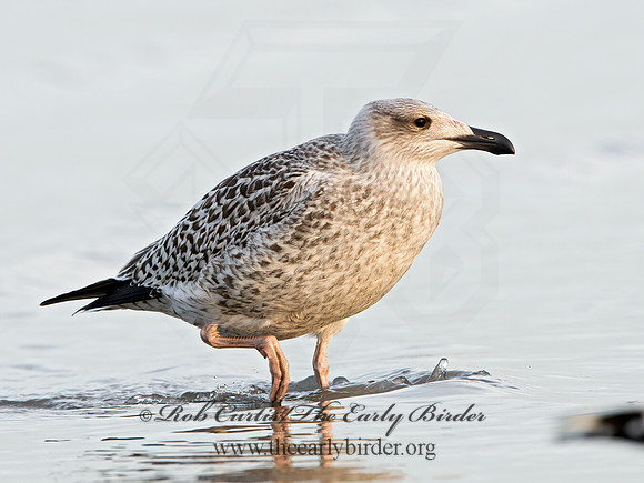 Larus marinus  GREAT BLACK-BACKED GULL 9027332z