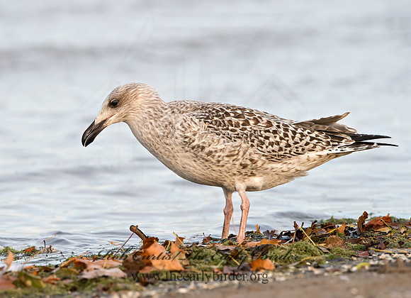 Larus marinus  GREAT BLACK-BACKED GULL 9027339z