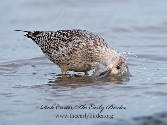 Larus marinus  GREAT BLACK-BACKED GULL 9027379z