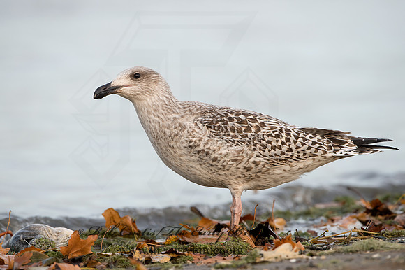 Larus marinus  GREAT BLACK-BACKED GULL 9027354z