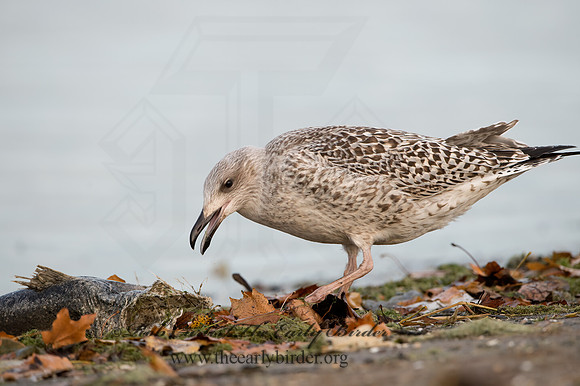 Larus marinus  GREAT BLACK-BACKED GULL 9027357z