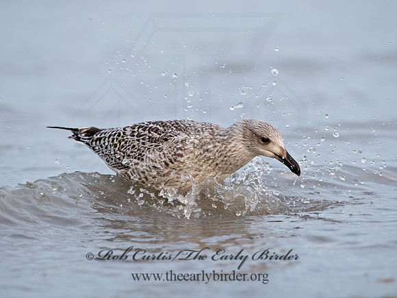 Larus marinus  GREAT BLACK-BACKED GULL 9027381z