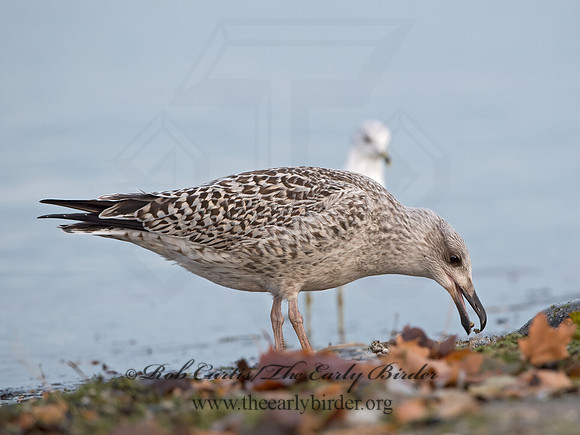 Larus marinus  GREAT BLACK-BACKED GULL 9027384z