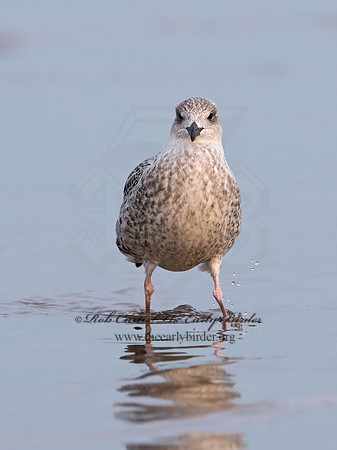 Larus marinus  GREAT BLACK-BACKED GULL 9027402z