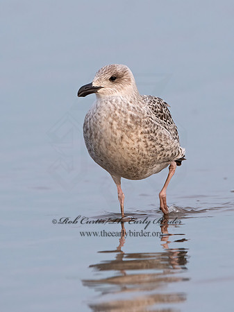Larus marinus  GREAT BLACK-BACKED GULL 9027403z