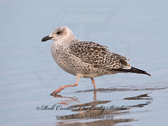 Larus marinus  GREAT BLACK-BACKED GULL 9027407z