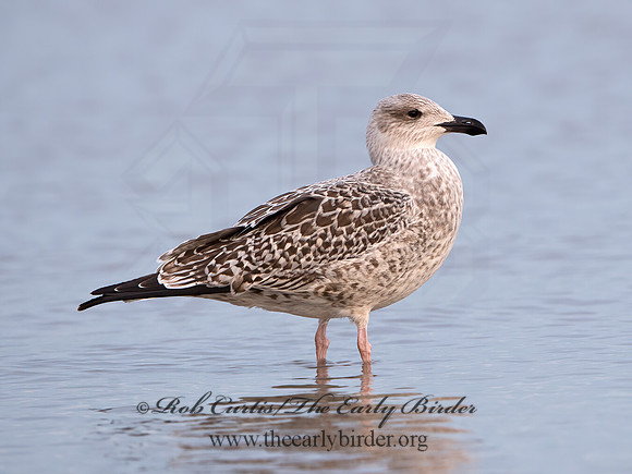 Larus marinus  GREAT BLACK-BACKED GULL 9027409z