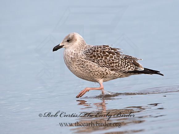 Larus marinus  GREAT BLACK-BACKED GULL 9027408z