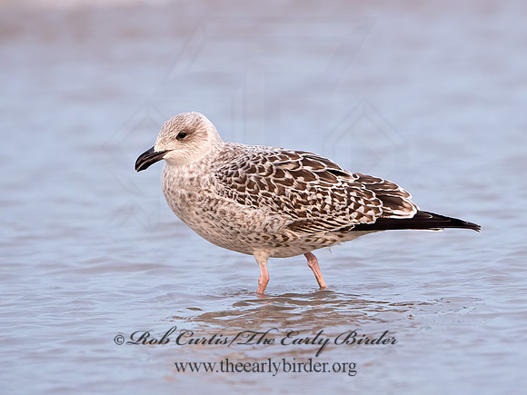 Larus marinus  GREAT BLACK-BACKED GULL 9027414z