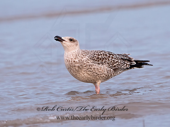 Larus marinus  GREAT BLACK-BACKED GULL 9027419z
