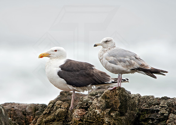 Larus marinus  GREAT BLACK-BACKED GULL 9032839z