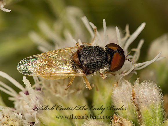 Hedriodiscus  SOLDIER FLY 9050998z