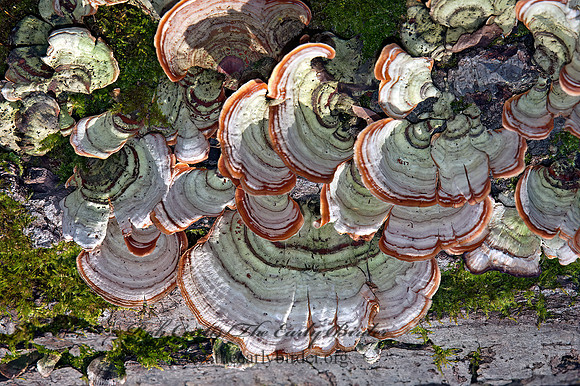 Stereum ostrea  FALSE TURKEYTAIL 5003030z