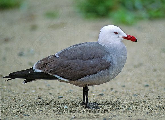Larus heermannii  HEERMANN'S GULL 110704z