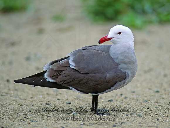 Larus heermannii  HEERMANN'S GULL 110707z