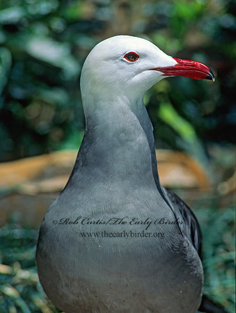 Larus heermannii  HEERMANN'S GULL 125717z