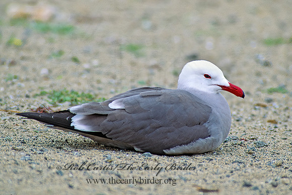 Larus heermannii  HEERMANN'S GULL 110921z