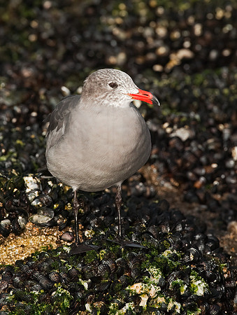 Larus heermannii  HEERMANN'S GULL 8020448z