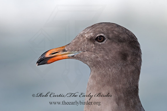 Larus heermannii  HEERMANN'S GULL 7017647 Heerman's Gullz