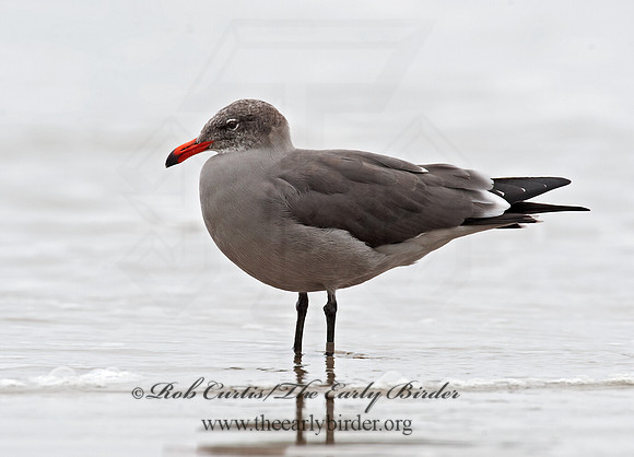 Larus heermannii  HEERMANN'S GULL 8019552z