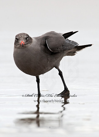Larus heermannii  HEERMANN'S GULL 8019553z