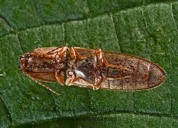 Limonius griseus 8007308z