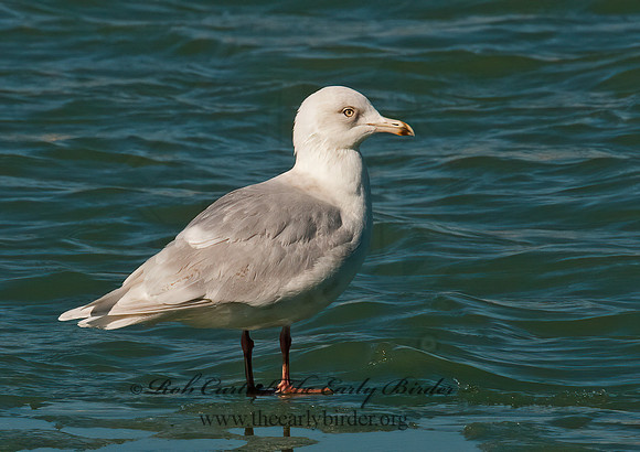 Larus glaucoides  ICELAND GULL 3006579z