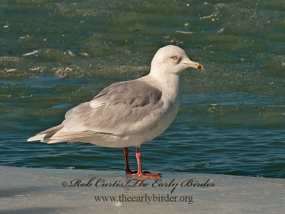 Larus glaucoides  ICELAND GULL 3006570z