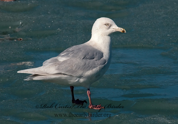 Larus glaucoides  ICELAND GULL 3006556z