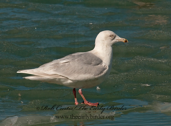 Larus glaucoides  ICELAND GULL 3006609z