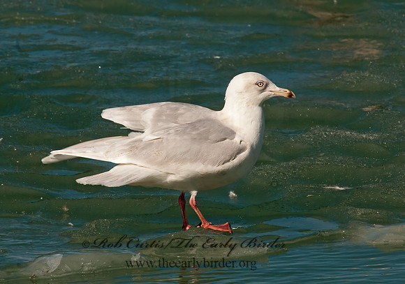 Larus glaucoides  ICELAND GULL 3006607z