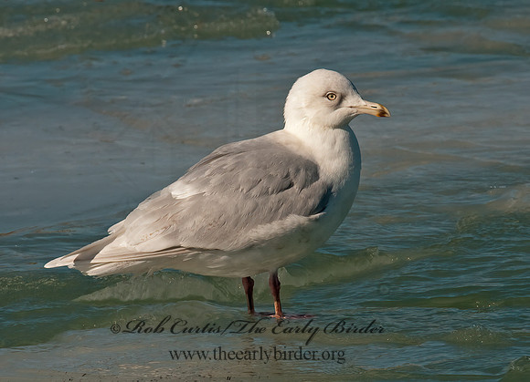 Larus glaucoides  ICELAND GULL 3006624z