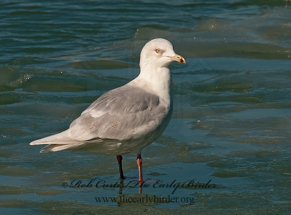 Larus glaucoides  ICELAND GULL 3006613z