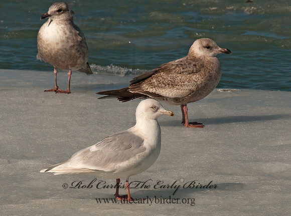 Larus glaucoides  ICELAND GULL 3006568z