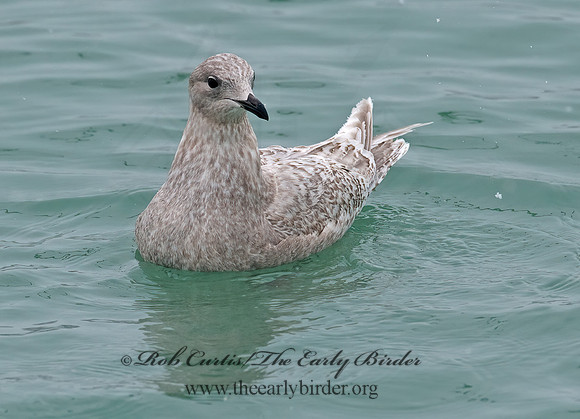 Larus glaucoides  ICELAND GULL 8021251z