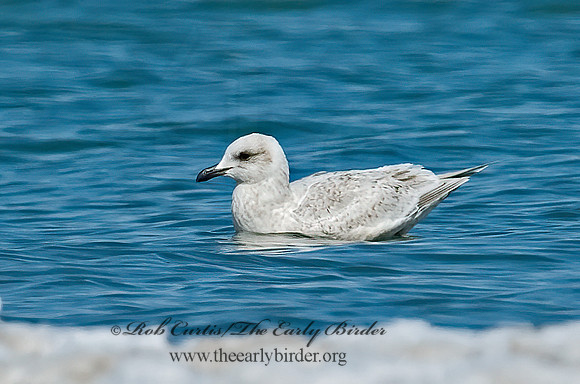 Larus glaucoides  ICELAND GULL 7001005z