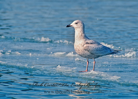Larus glaucoides  ICELAND GULL 65027z