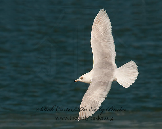 Larus glaucoides  ICELAND GULL 3006559z