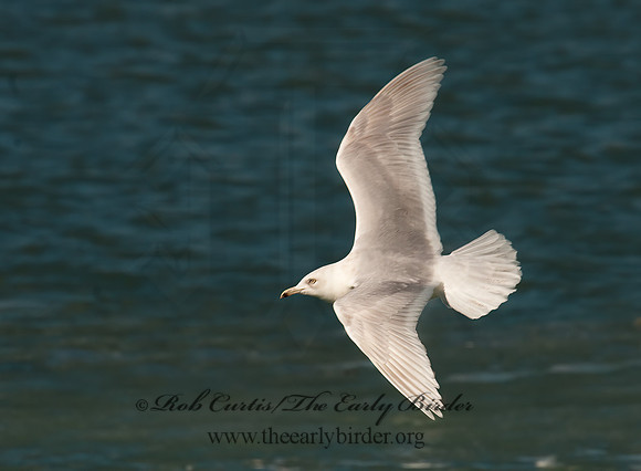 Larus glaucoides  ICELAND GULL 3006560z