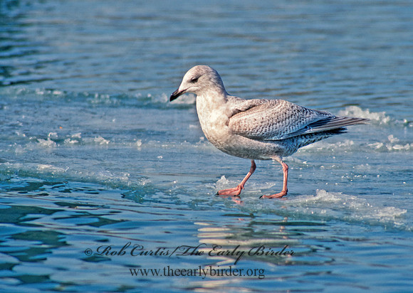 Larus glaucoides  ICELAND GULL 65029z