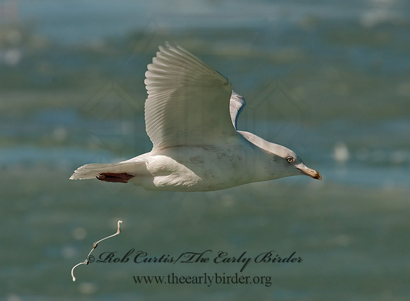 Larus glaucoides  ICELAND GULL 3006561z