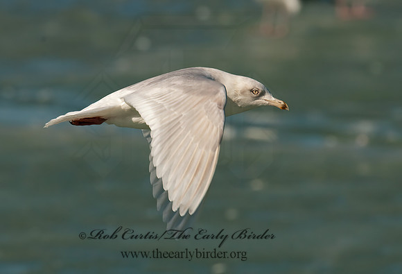Larus glaucoides  ICELAND GULL 3006562z