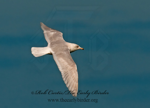 Larus glaucoides  ICELAND GULL 3006588z