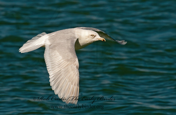 Larus glaucoides  ICELAND GULL 3006597z
