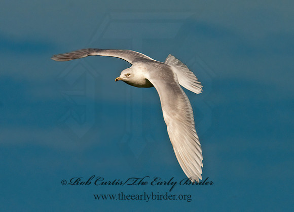 Larus glaucoides  ICELAND GULL 3006605z