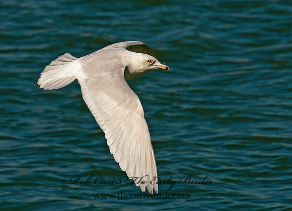 Larus glaucoides  ICELAND GULL 3006596z